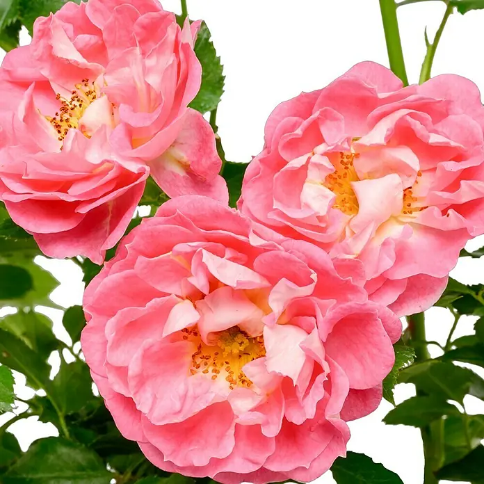 Minirose - Rosa 'Charmant' ®, Rosa - Nahaufnahme von drei leuchtend rosa Rosen mit gelben Staubgefäßen und grünen Blättern, die die Schönheit der Natur zeigen.