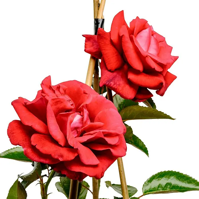 Kletterrose - Rosa 'Red Flame' -R-, Blutrot - Nahaufnahme von zwei roten Rosenblüten vor einem dunklen Hintergrund, gestützt von Bambusstäben.