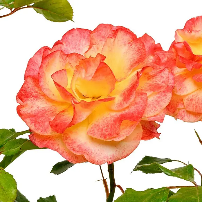 Edelrose - Rosa 'Flaming Star' ®, Gelb/Rosa-rot - Nahaufnahme einer bunten Rose mit gelben und roten Farbtönen, die ihre zarten Blütenblätter hervorhebt.