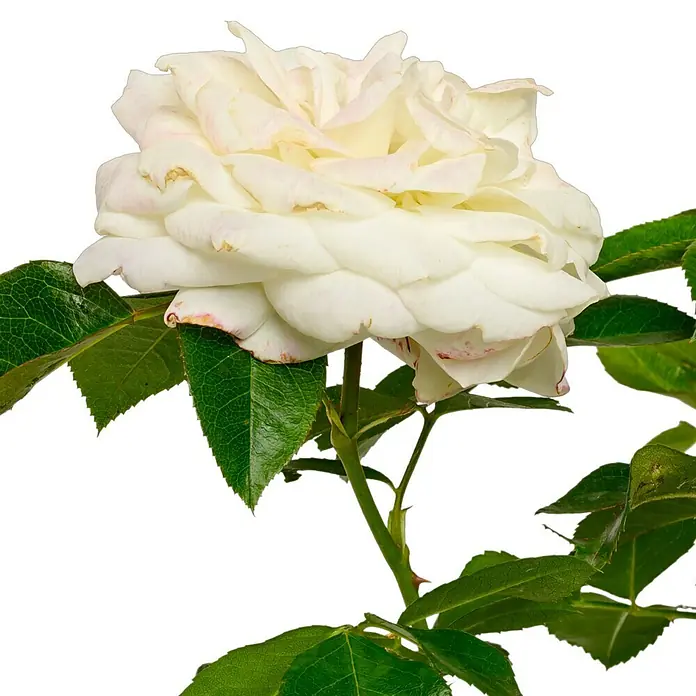 Beetrose - Rosa 'Alabaster' ®, Weiß - Nahaufnahme einer eleganten, cremefarbenen Rose mit zarten Blättern, die die sanfte Schönheit der Blüte hervorhebt.