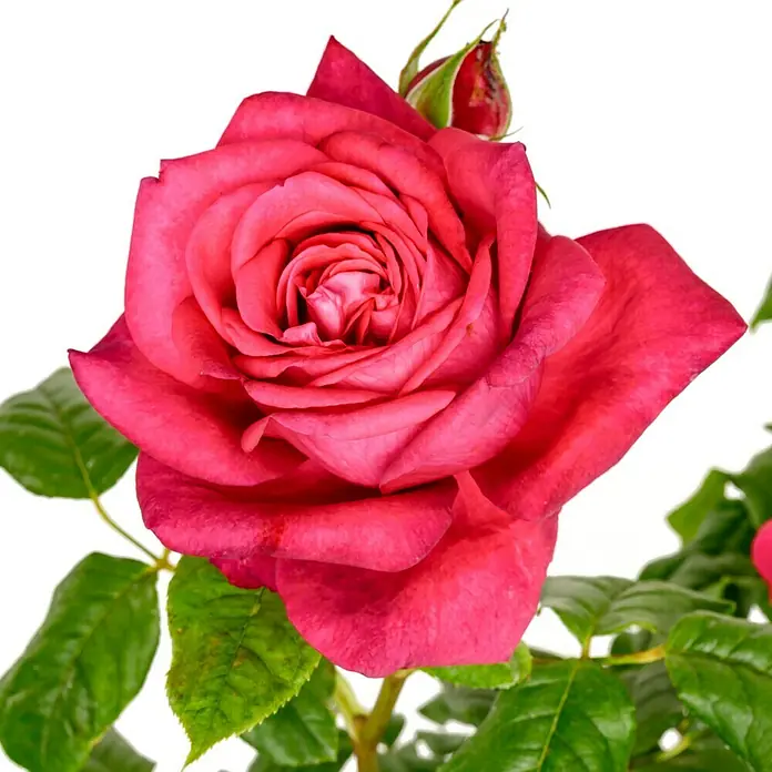 Edelrose - Rosa 'Johann Wolfgang v Goethe Rose', Purpurviolett - Nahaufnahme einer wunderschönen roten Rose mit grünen Blättern und einem Blütenkopf, ideal für Gartenliebhaber.