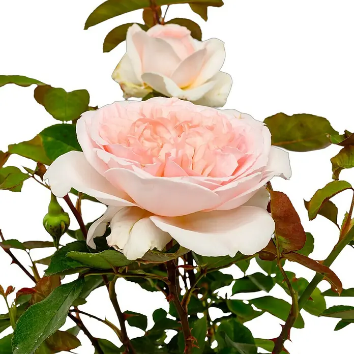 Beetrose - Rosa 'Märchenzauber' ® ADR, Rosa - Nahaufnahme einer zarten, hellrosa Rose mit üppigen Blütenblättern, umgeben von grünen Blättern, vor einem neutralen Hintergrund.