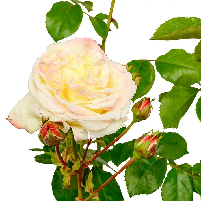 Edelrose - Rosa 'Athena' ®, Weiß/Hellrosa - Wunderschöne Nahaufnahme einer Rose mit zarten Blütenblättern in Weiß und Gelb, umgeben von grünen Blättern und Knospen.