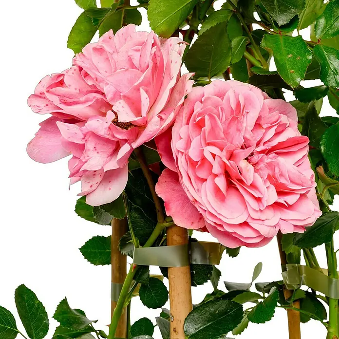 Beetrose - Rosa 'Leonardo da Vinci' ®, Dunkelrosa - Nahaufnahme zweier zarter, rosafarbener Rosenblüten mit detaillierten Blütenblättern und üppigem Grün, ideal für Gartendekorationen.