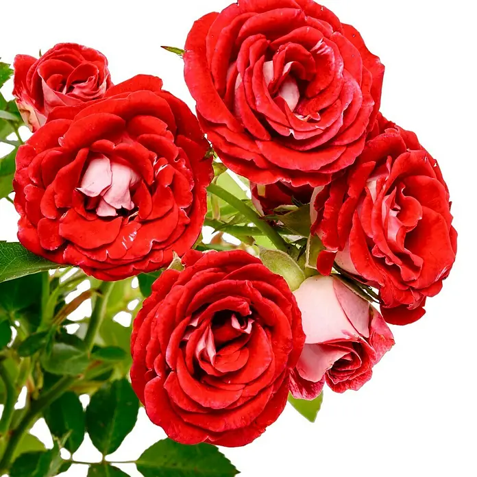 Beetrose - Rosa 'Schöne Koblenzerin' ®, Rot/Cremeweiß - Nahaufnahme von roten Rosen mit zarten, weißen Akzenten, die ihre Schönheit hervorheben.