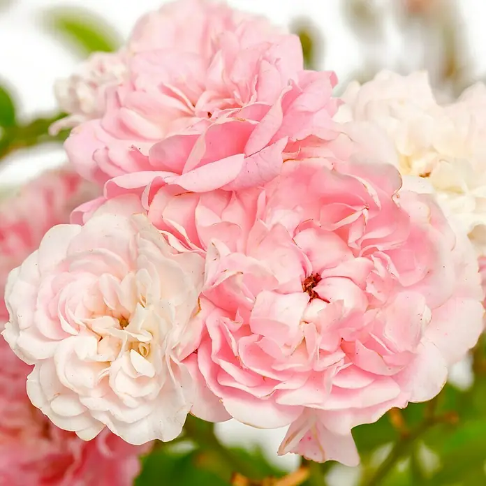 Bodendeckerrose - Rosa 'The Fairy', Topfvolumen: 4,5 l, Rosa - Nahaufnahme von zarten, rosa Rosenblüten, die ihre filigranen Blütenblätter und sanften Farbtöne zeigen.