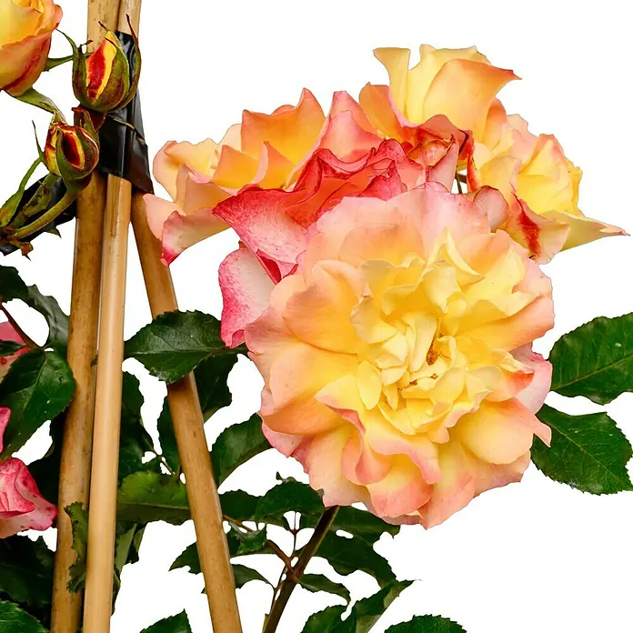 Strauchrose - Rosa 'LandLust' -R-, Topfvolumen: 5,5 l, Orange - Wunderschöne Nahaufnahme einer gelb-orangefarbenen Rose mit roten Akzenten, die ihre zarten Blütenblätter und die lebendige Farbpalette hervorhebt.
