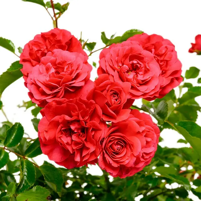 Bodendeckerrose - Rosa 'Gärtnerfreude' -R-, Topfvolumen: 4,5 l, Himbeerrot - Üppige rote Rosenblüten mit grünen Blättern an einem Strauch, eingefangen in einer Nahaufnahme vor hellem Hintergrund.