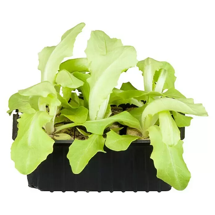 Piardino Kopfsalat 6er Schale - Lactuca sativa var. capitata, Erntezeit: Juni - Vorderansicht