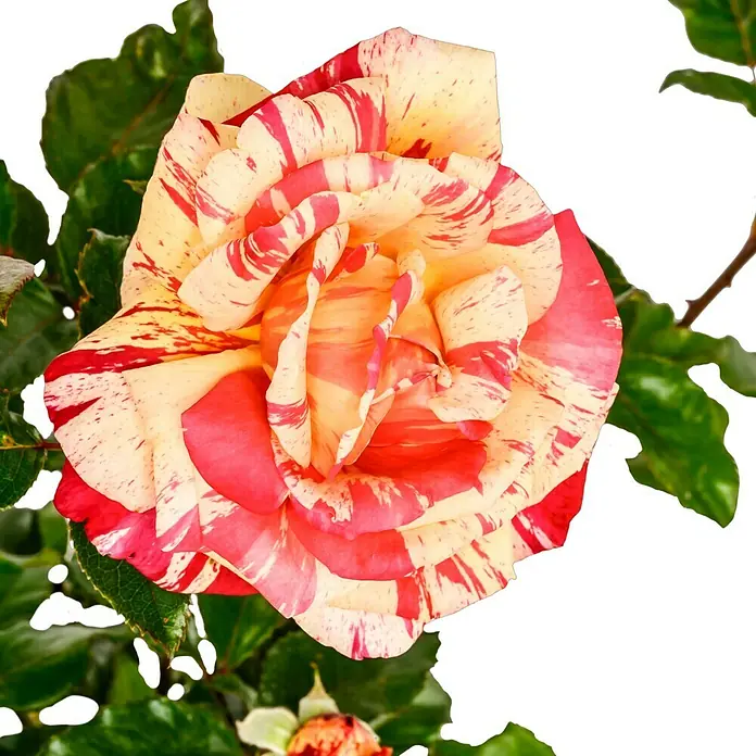 Edelrose - Rosa 'Broceliande' ®, Rot/Weiß - Nahaufnahme einer gestreiften Rose mit roten und gelben Akzenten, umgeben von grünen Blättern, die ihre einzigartige Schönheit hervorheben.