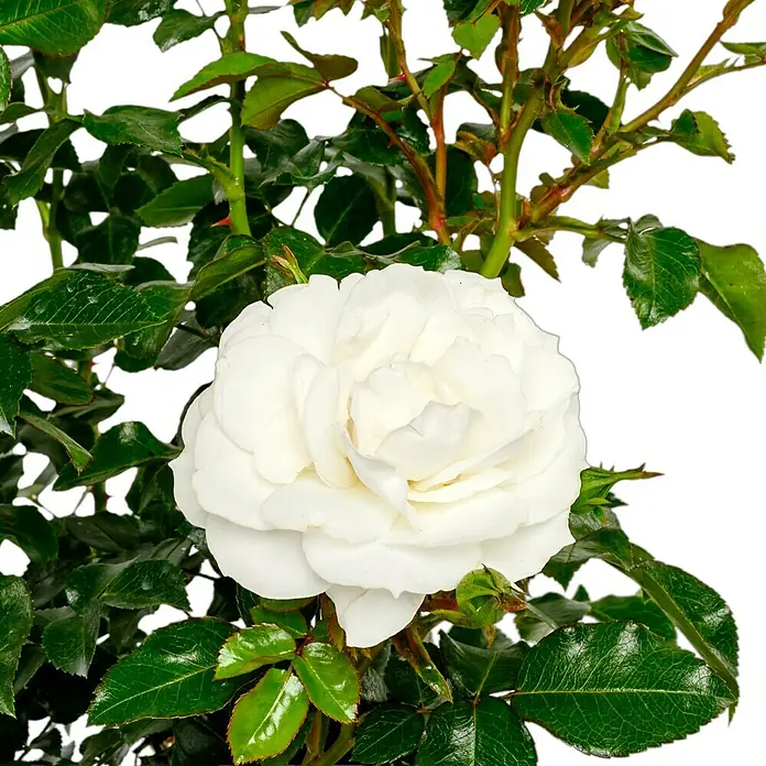 Edelrose - Rosa 'Limona' ® ADR, Gelb - Nahaufnahme einer strahlend weißen Rose mit dichten Blütenblättern, umgeben von grünen Blättern und Stängeln.