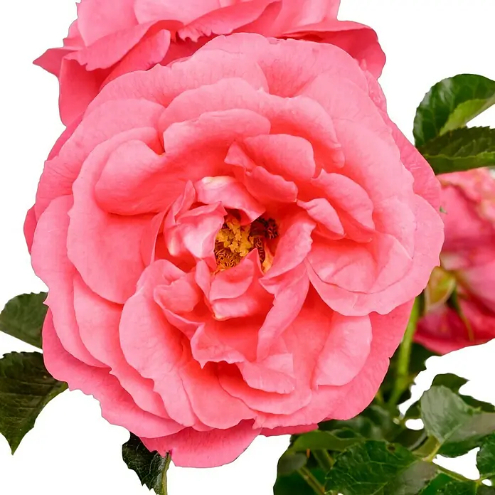 Beetrose - Rosa 'Moin Moin' ®, Rosa - Nahaufnahme einer einzelnen, leuchtend pinkfarbenen Rose mit detaillierten Blütenblättern und grünen Blättern vor einem dunklen Hintergrund.