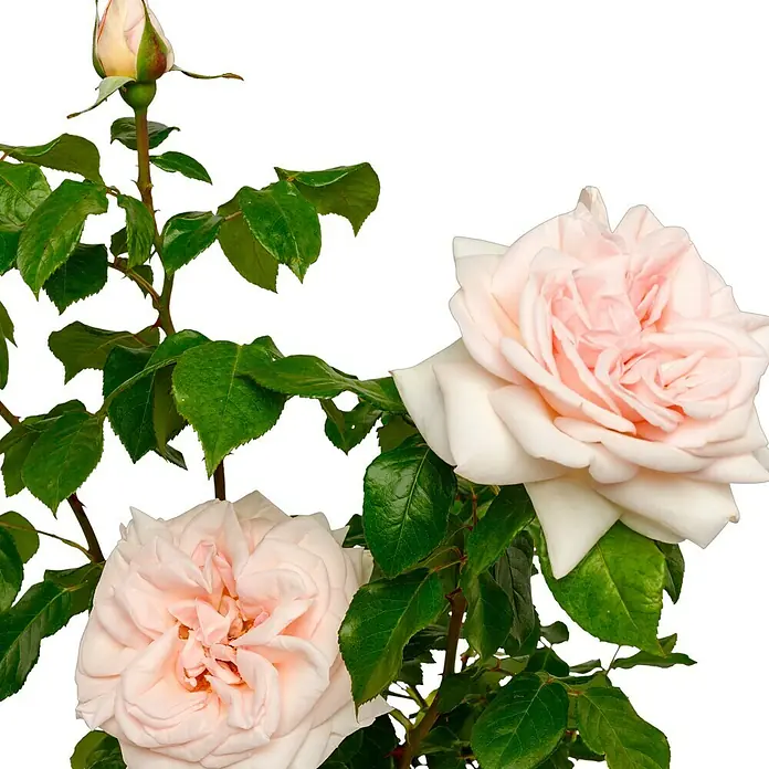 Edelrose - Rosa 'Schloss Ippenburg' ADR, Lachsrosa - Zarte, hellrosa Rosenblüten in voller Pracht, umgeben von sattgrünen Blättern und einem einzelnen Rosenknospen, vor einem dunklen Hintergrund.