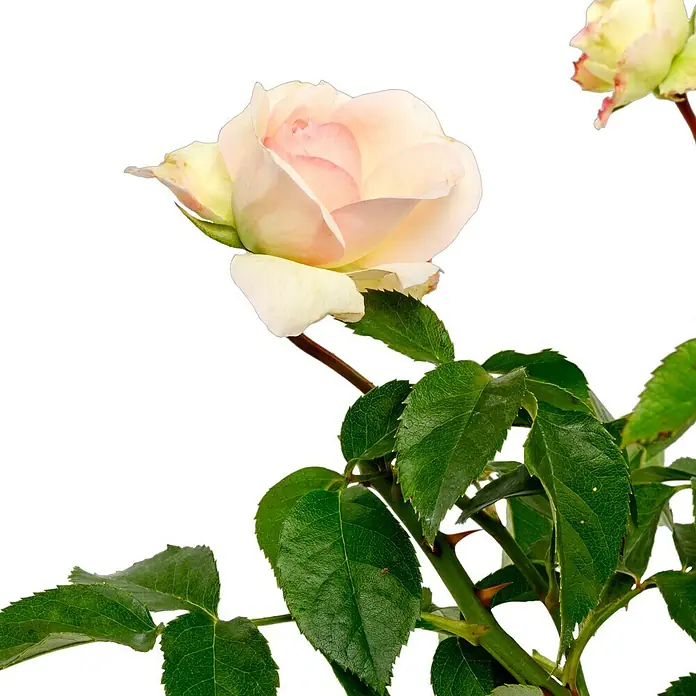 Beetrose - Rosa 'Kurfürstin Sophie' ®, Rosa - Nahaufnahme einer blassrosa Rose mit grünen Blättern und Stacheln an den Stängeln vor einem neutralen Hintergrund.