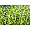 Piardino Rosmarin (Rosmarinus officinalis , Topfgröße: 14 cm)