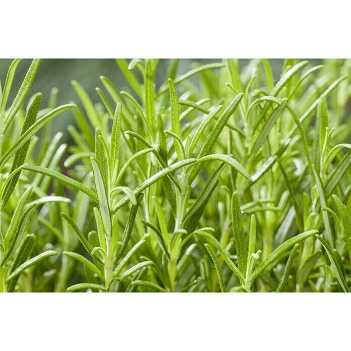 Piardino RosmarinRosmarinus officinalis Detail Shot