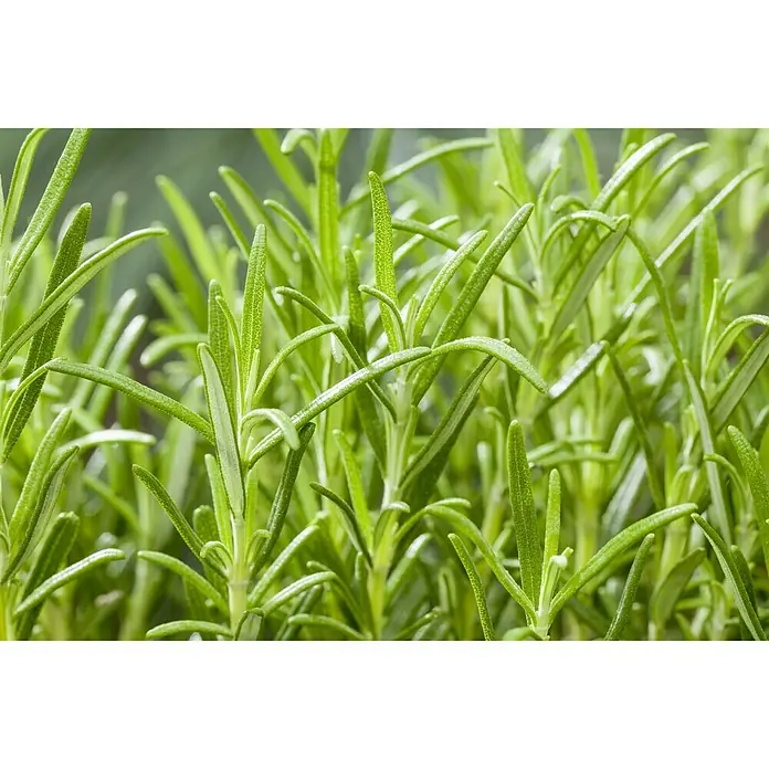 Piardino Rosmarin - Rosmarinus officinalis - Nahaufnahme von frischem, grünem Rosmarin. Die aromatischen Nadeln der Rosmarinpflanze sind dicht angeordnet und strahlen Vitalität aus.