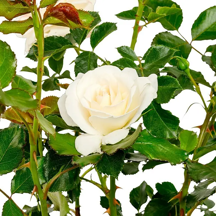 Beetrose - Rosa 'Petticoat' ® ADR, Cremeweiß/Aprikot - Strahlend weiße Rose, umgeben von grünen Blättern und stacheligen Stängeln, die ihre natürliche Schönheit hervorheben.
