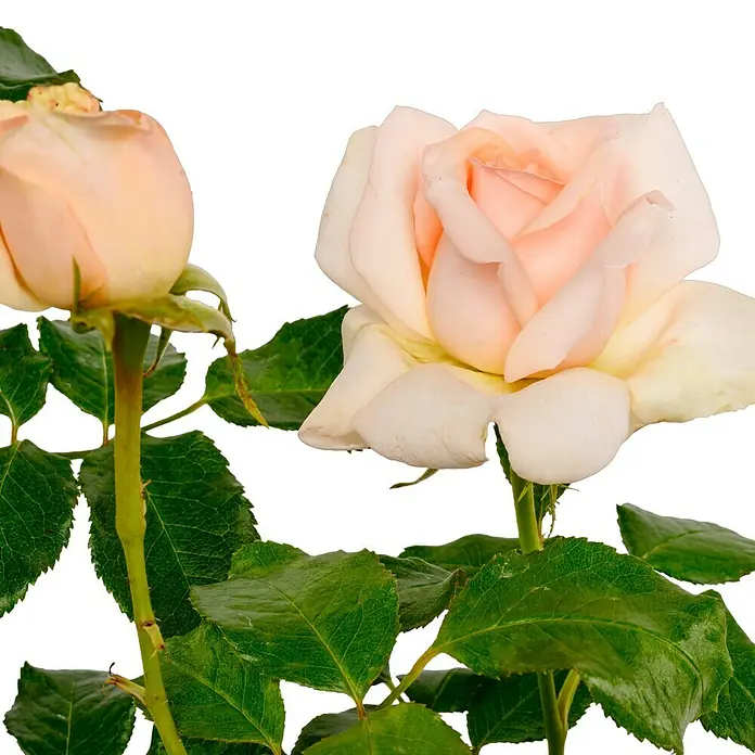 Edelrose - Rosa 'Chandos Beauty' ®, Cremeapricot - Zwei zarte Rosenblüten in sanften Farbtönen, umgeben von grünen Blättern, vor einem dunklen Hintergrund.
