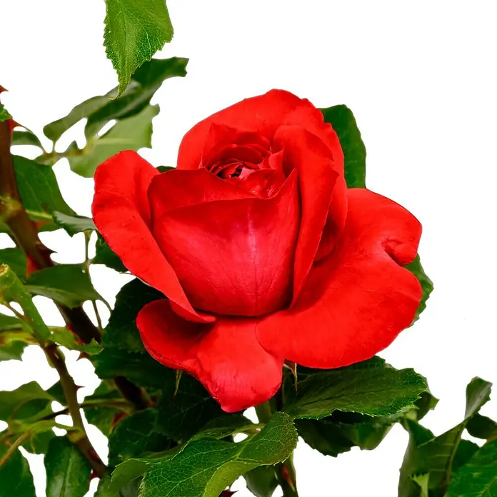 Strauchrose - Rosa 'Elbjuwel' -R-, Topfvolumen: 5,5 l, Rot - Nahaufnahme einer roten Rose mit grünen Blättern vor einem dunklen Hintergrund. Die Blütenblätter sind weich und elegant.