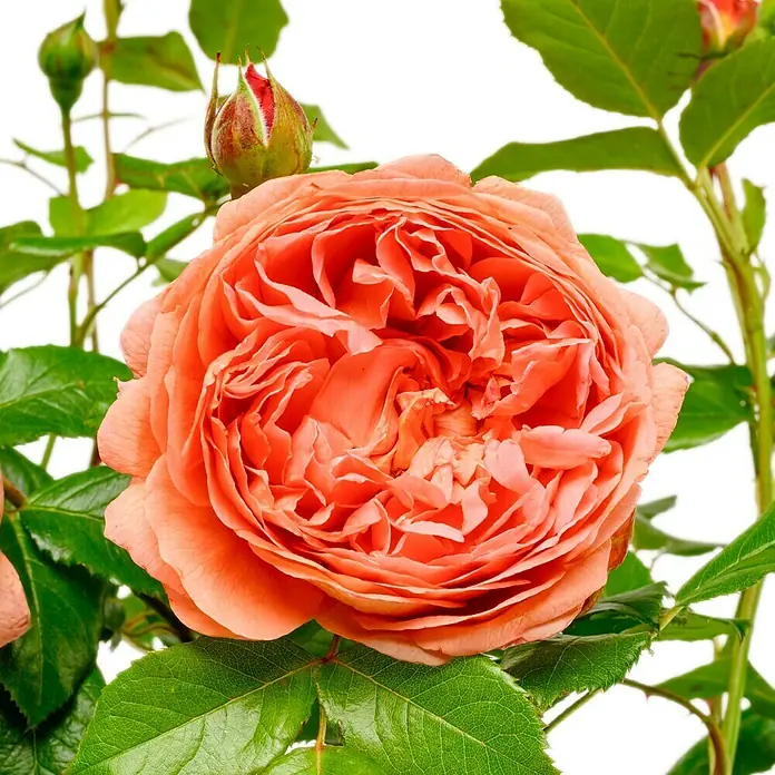 Strauchrose - Rosa 'Summer Song' -R-, Topfvolumen: 5,5 l, Orangerot - Nahaufnahme einer üppigen, lachsfarbenen Rose mit grünen Blättern und Knospen vor einem klaren, weißen Hintergrund.
