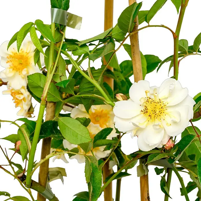 Kletterrose - Rosa 'Lykkefund', Rahmgelb - Nahaufnahme einer Kletterrose mit weißen Blüten und gelben Staubgefäßen, an Bambusstäben befestigt.