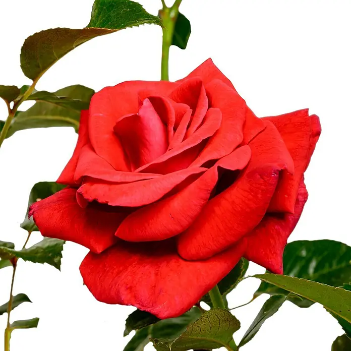 Edelrose - Rosa 'Grande Classe' ®, Dunkelrot - Nahaufnahme einer roten Rose mit grünen Blättern vor einem schwarzen Hintergrund. Ideal für romantische Botschaften.