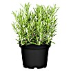Piardino Rosmarin (Rosmarinus officinalis , Topfgröße: 14 cm)