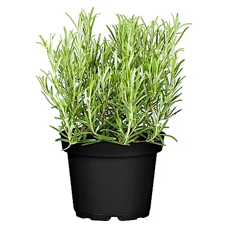 Piardino Rosmarin (Rosmarinus officinalis)