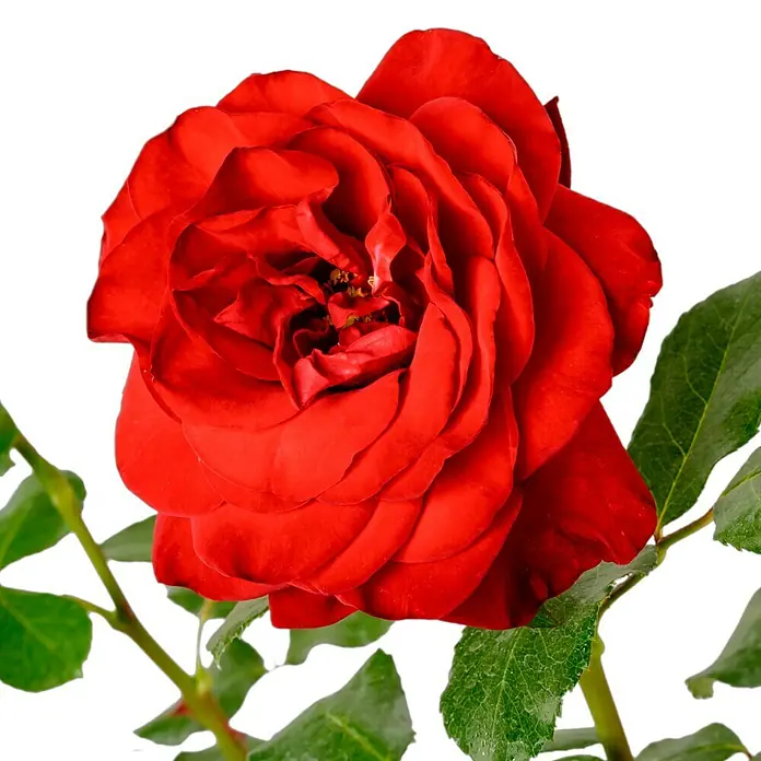 Edelrose - Rosa 'Marlene', Rot - Nahaufnahme einer roten Rose mit grünen Blättern vor schwarzem Hintergrund, die die Blume hervorhebt.