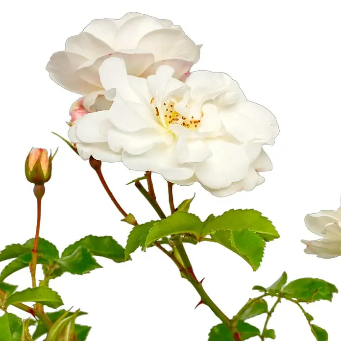 Bodendeckerrose - Rosa 'Diamant' -R- ADR, Topfvolumen: 4,5 l, Reinweiß - Nahaufnahme einer blühenden, weißen Rose mit grünen Blättern und einem zarten Knospenansatz, isoliert auf schwarzem Hintergrund.