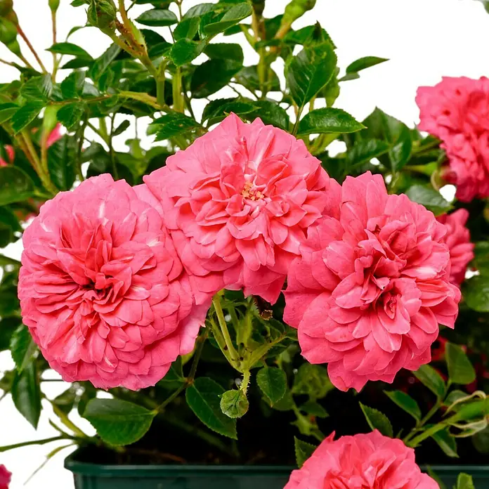 Bodendeckerrose - Rosa 'Knirps' -R-, Topfvolumen: 4,5 l, Kräftig Rosa - Die rosa Zwergrose blüht üppig mit vielen Blüten und grünen Blättern in einem Topf. Sie ist eine schöne Zierpflanze für den Garten oder Balkon.