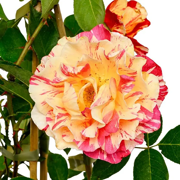 Beetrose - Rosa 'Maurice Utrillo' ®, Rot/Weiß/Gelb gestreift - Nahaufnahme einer gestreiften Rose in Gelb- und Rottönen mit grünen Blättern. Ideal als dekoratives Element.