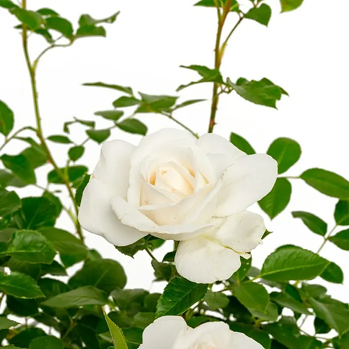 Edelrose - Rosa 'Annapurna' ®, Reinweiß - Nahaufnahme einer eleganten, weißen Rose mit zarten Blütenblättern und lebhaft grünen Blättern. Perfekt für jeden Gartenliebhaber.