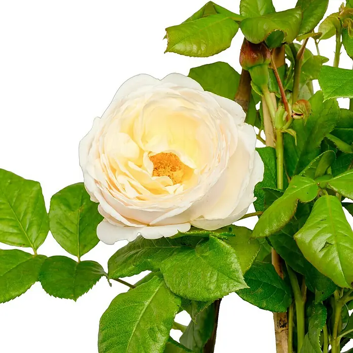 Kletterrose - Rosa 'Uetersener-Klosterrose' -R-, Weiß - Eine wunderschöne, cremefarbene Rose blüht inmitten grüner Blätter und neuer Triebe, ein wahrer Blickfang für jeden Gartenliebhaber.