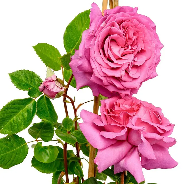 Edelrose - Rosa 'Chartreuse de Parme' ®, Karmesinrosa - Nahaufnahme einer violetten Rose mit grünen Blättern an einem dunklen Hintergrund.