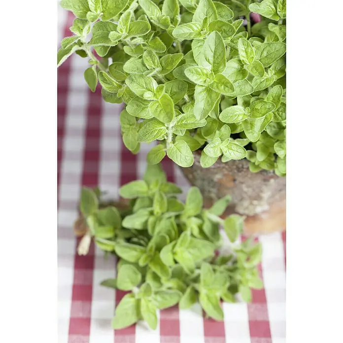 Piardino Oregano - Origanum vulgare - Ein Topf frischer Oregano, dessen grüne Blätter auf einem rot-weiß karierten Tuch liegen, verströmt einen Duft nach mediterranen Aromen.