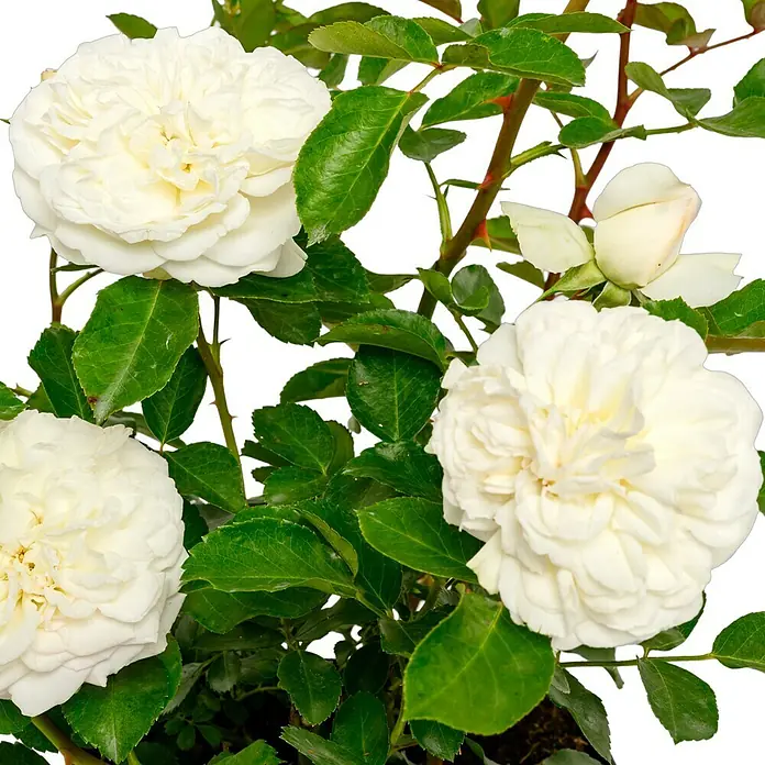 Bodendeckerrose - Rosa 'White Meidiland' -R-, Topfvolumen: 4,5 l, Reinweiß - Nahaufnahme von weißen Rosenblüten mit grünen Blättern an einem Rosenstrauch, die die zarte Schönheit und Eleganz der Rosen hervorheben.