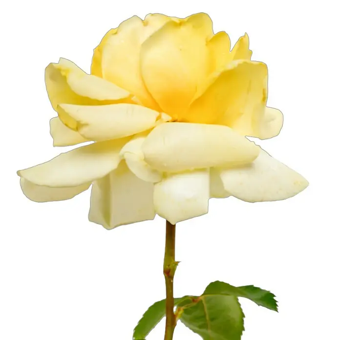 Edelrose - Rosa 'Winter Sun' ®, Gelb - Nahaufnahme einer einzelnen gelben Rose mit grünen Blättern vor einem schwarzen Hintergrund, die die Schönheit der Blume hervorhebt.
