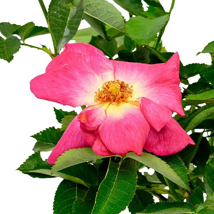 Bodendeckerrose - Rosa 'Weg der Sinne' -R- ADR, Topfvolumen: 4,5 l, Lila - Nahaufnahme einer rosa Rose mit gelbem Zentrum, umgeben von grünen Blättern vor schwarzem Hintergrund.