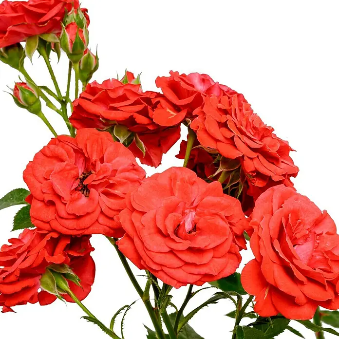 Minirose - Rosa 'Zwergenfee 09' -R-, Orangerot - Nahaufnahme von roten Rosen mit grünen Stängeln auf schwarzem Hintergrund.