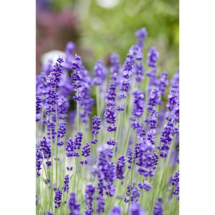 Raumdüfte Lavendel (12)