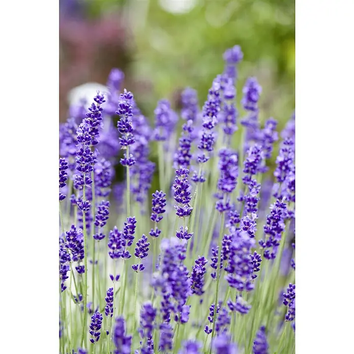 Piardino Lavendel - Lavandula angustifolia, Topfgröße: 14 cm, Blütenfarbe: Violett - Dieses Bild zeigt Lavendelblüten mit violetten Blüten und grünen Stielen in einem Garten. Die Farben sind lebhaft und frisch.