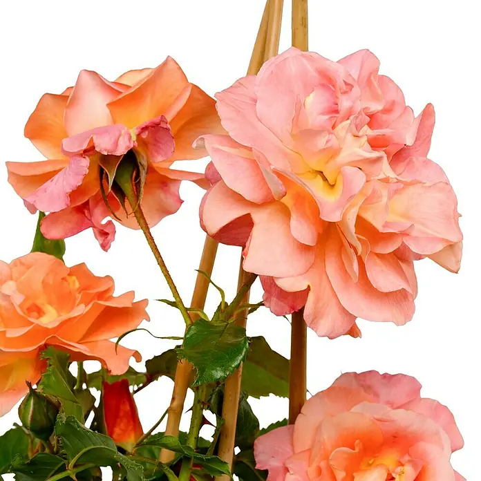 Strauchrose - Rosa 'Westerland' -R-, Topfvolumen: 5,5 l, Kupferorange - Nahaufnahme von vier zarten, pfirsichfarbenen Rosenblüten mit weichen Blütenblättern und grünen Blättern, die an Bambusstäben befestigt sind.