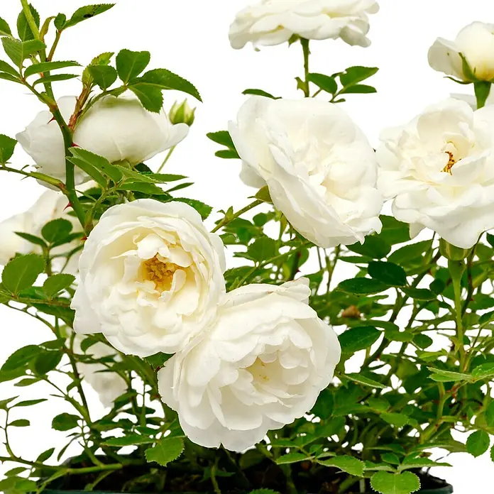 Minirose - Rosa 'White Babyflor', Weiß - Nahaufnahme einer Topfpflanze mit üppigen weißen Rosenblüten und grünen Blättern, die die zarte Schönheit der Blüten hervorheben.