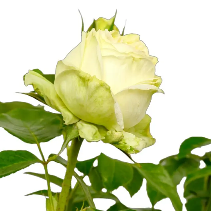 Edelrose - Rosa 'Wedding Piano' ®, Cremeweiß - Nahaufnahme einer gelblich-weissen Rose mit grünen Blättern vor schwarzem Hintergrund.