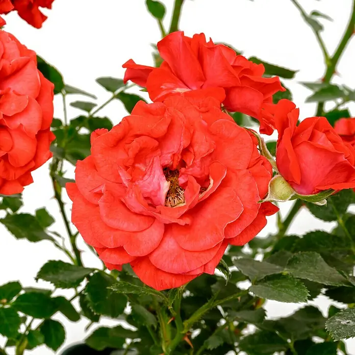 Minirose - Rosa 'Zwergenfee 09' -R-, Orangerot - Nahaufnahme einer roten Rose in voller Blüte, die die zarten Details und die lebendige Farbe der Blume hervorhebt.