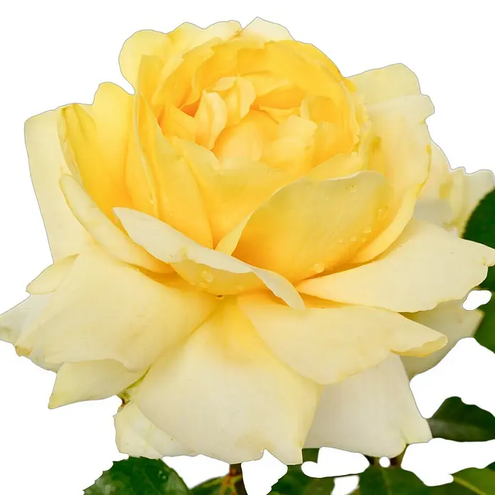 Edelrose - Rosa 'Winter Sun' ®, Gelb - Nahaufnahme einer leuchtend gelben Rose mit zarten Blütenblättern und filigranen Details vor schwarzem Hintergrund.