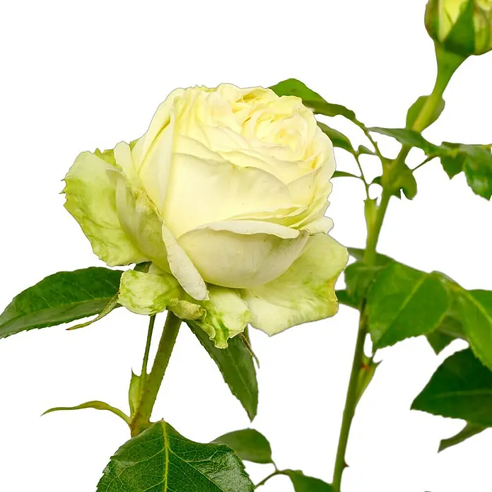 Edelrose - Rosa 'Wedding Piano' ®, Cremeweiß - Eine elegante, cremefarbene Rose mit zarten grünen Akzenten, die die Schönheit und Anmut dieser besonderen Blüte hervorhebt.