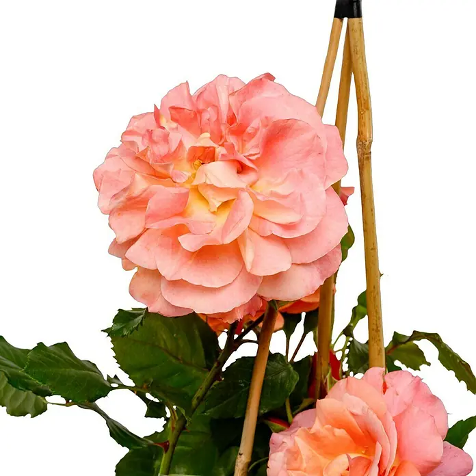 Strauchrose - Rosa 'Westerland' -R-, Topfvolumen: 5,5 l, Kupferorange - Nahaufnahme einer lachsfarbenen Rose mit zarten Blütenblättern, die eine elegante und natürliche Schönheit ausstrahlt.